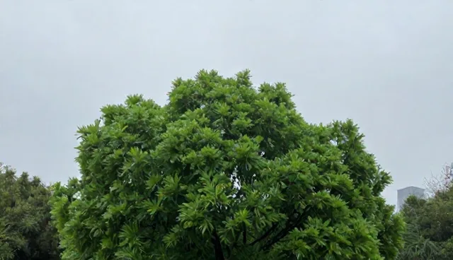 数据管理中的产品选型与限制条件分析